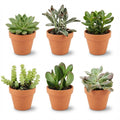 6× Fetväxter – Ø8 cm, 5–10 cm höga