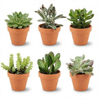 6× Fetväxter – Ø8 cm, 5–10 cm höga