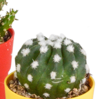 Mélange de cactus (Cactaceae) – Ø 6 cm, 16 cm de haut