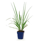 Pennisetum alop. 'Black Beauty' (Lampenputzergras) – Ø11 cm, 15–25 cm hoch