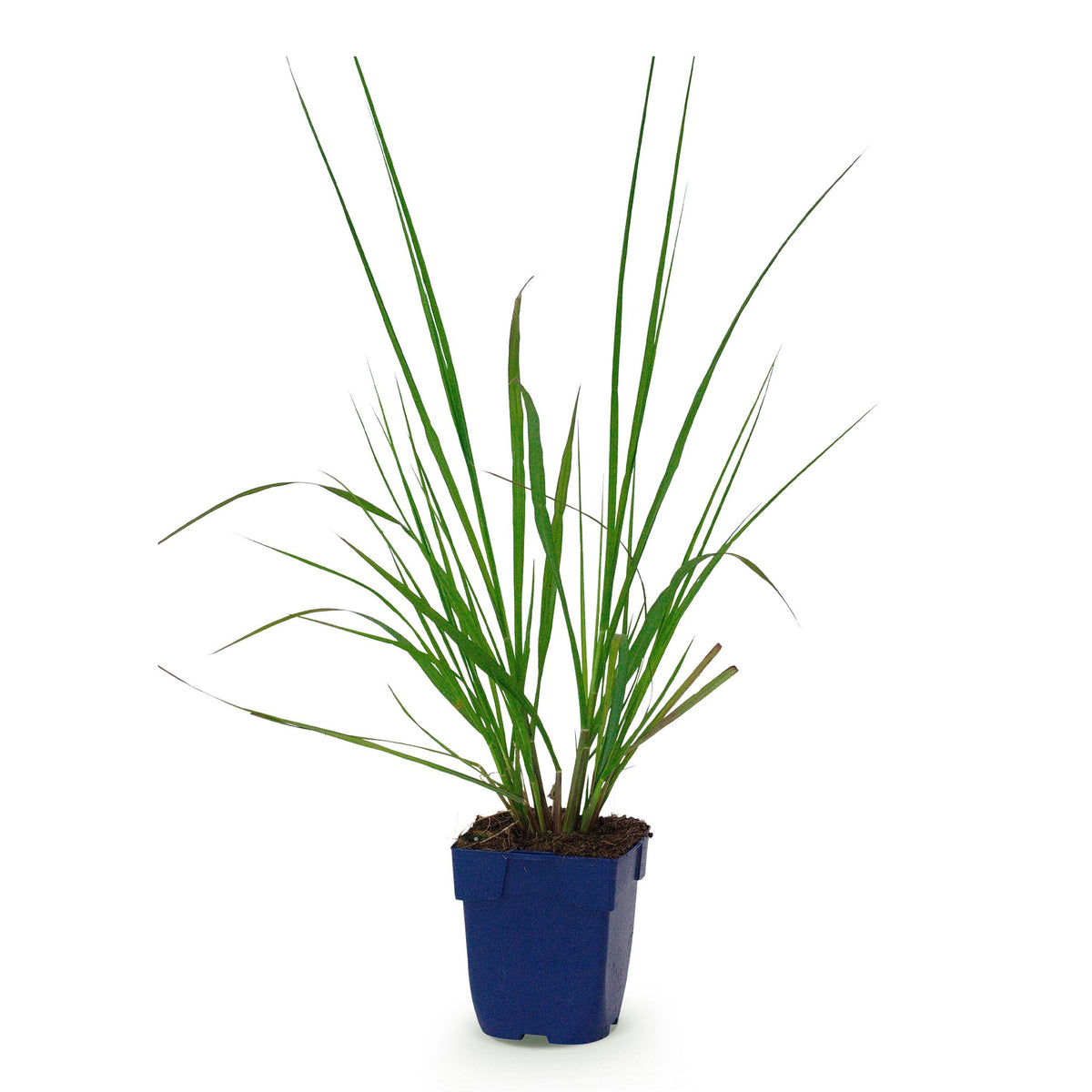 Pennisetum alop. 'Black Beauty' (Lampenputzergras) – Ø11 cm, 15–25 cm hoch – Bild 2