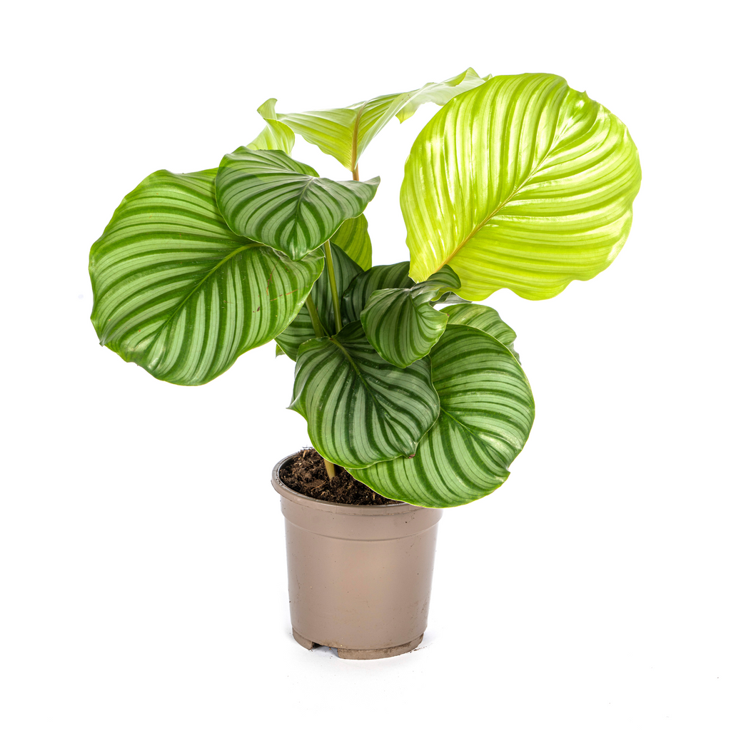 Calathea orbifolia – Ø17 cm, 40–50 cm hoog