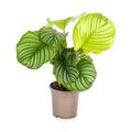 Calathea orbifolia – Ø17 cm, 40–50 cm hoog