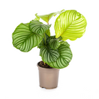 Calathea orbifolia – Ø17 cm, 40–50 cm hoog