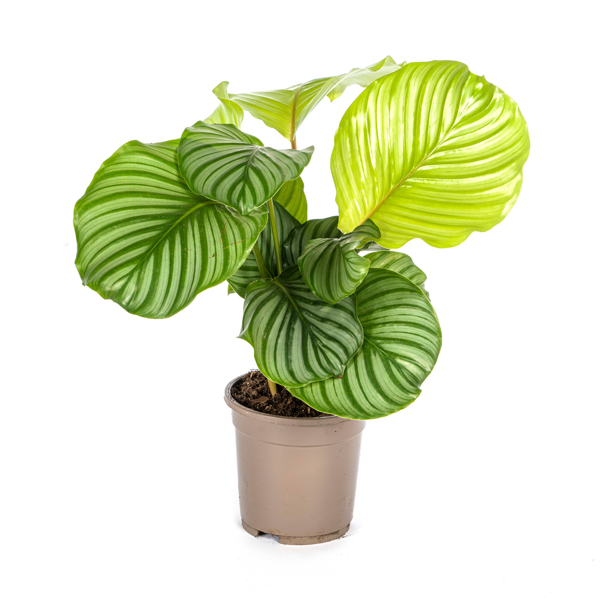 Calathea orbifolia – Ø17 cm, 40–50 cm høj
