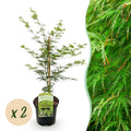 Acer palmatum 'Emerald Lace' (Japanischer Ahorn) – 2 Pflanzen, Ø 19 cm, 70 cm hoch