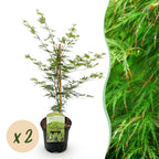 Acer palmatum 'Emerald Lace' (Japanischer Ahorn) – 2 Pflanzen, Ø 19 cm, 70 cm hoch