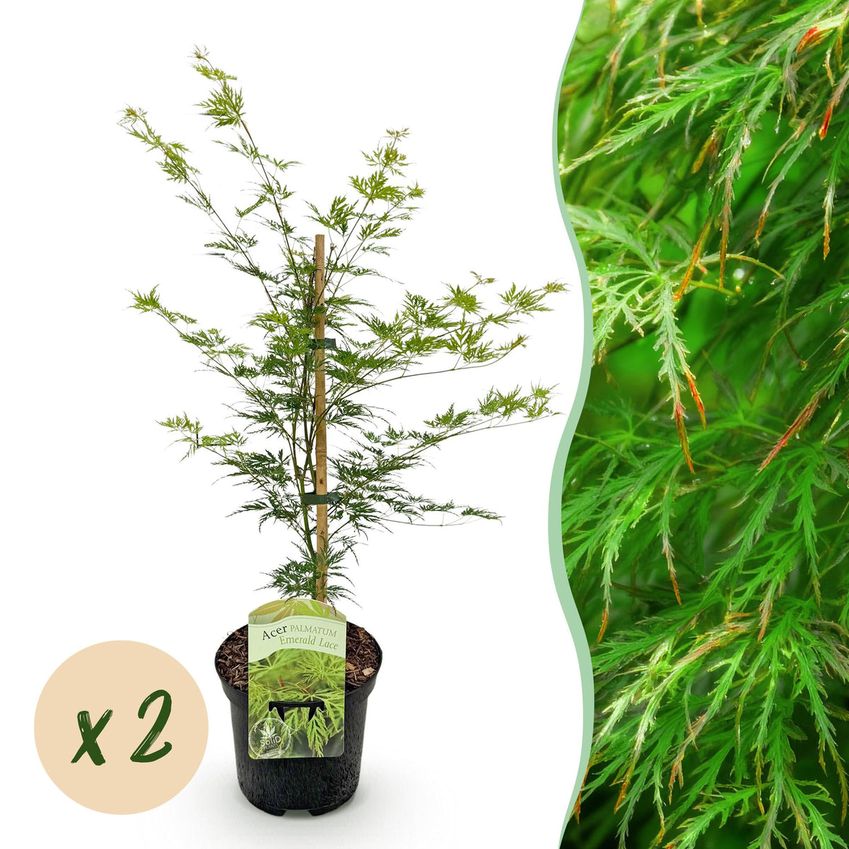Acer palmatum 'Emerald Lace' (Japanischer Ahorn) – 2 Pflanzen, Ø 19 cm, 70 cm hoch