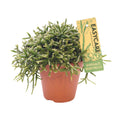 Rhipsalis Burchellii (koral-kaktus) – Ø12 cm, 15 cm høj