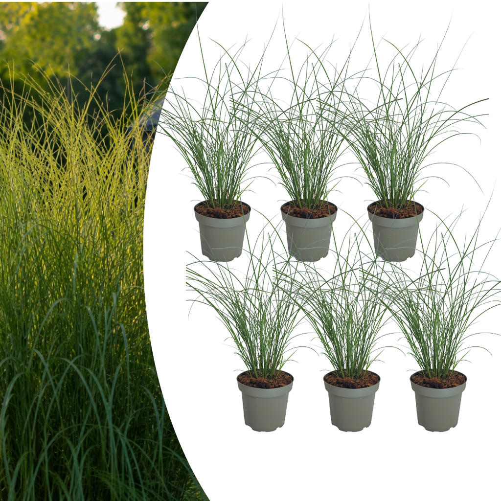 Miscanthus sinensis 'Gracillimus' (Zierreisigras) – 6 Pflanzen, Ø12 cm