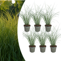 Miscanthus sinensis 'Gracillimus' (Zierreisigras) – 6 Pflanzen, Ø12 cm