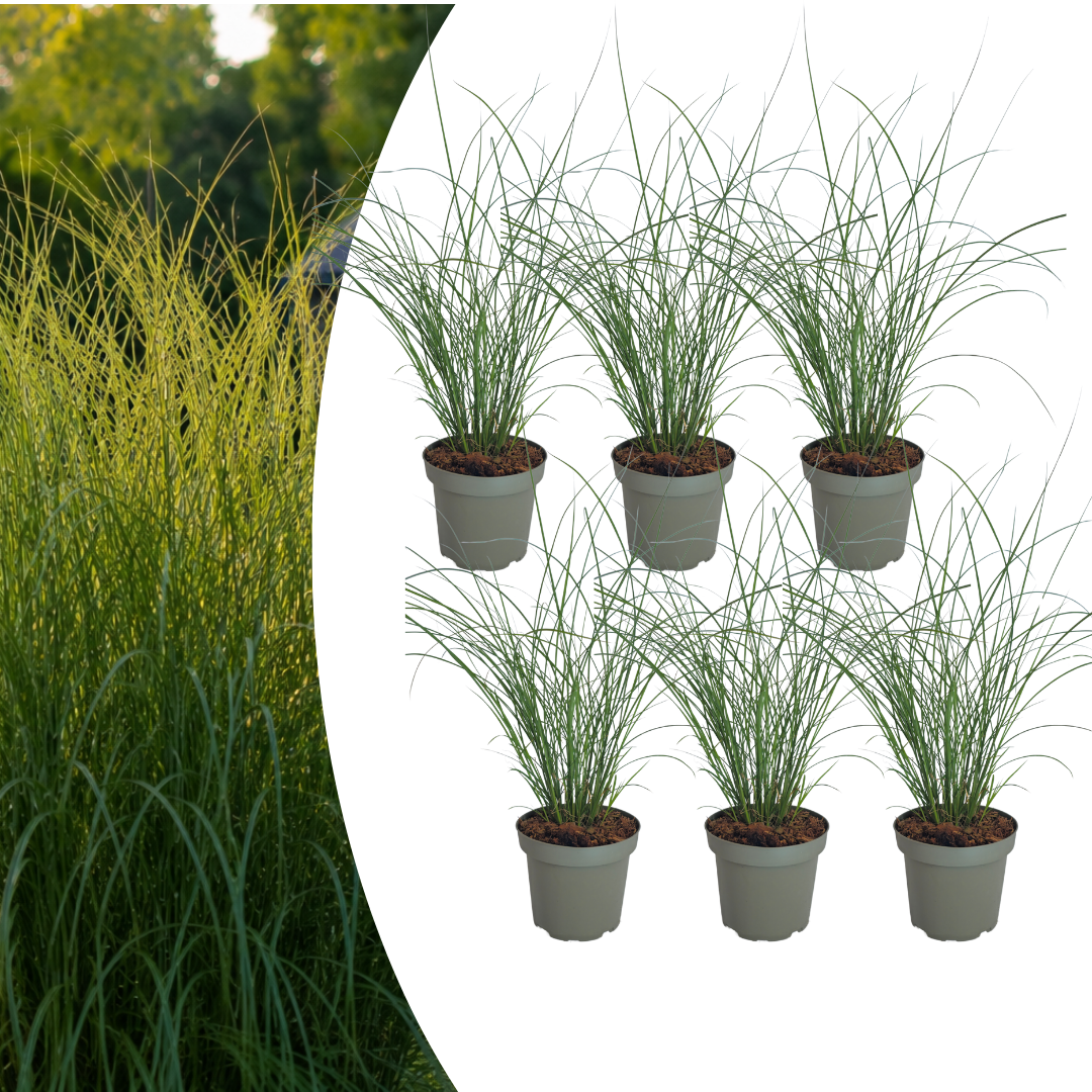 Miscanthus sinensis 'Gracillimus' (Zierreisigras) – 6 Pflanzen, Ø12 cm
