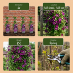 Clematis 'Warszawska Nike' (grimpette) – rouge – 4 plantes, Ø9 cm, 35 cm de haut