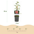 Rosa 'Salmon Queen' (grimpier) – rose clair – 2 plants, Ø11 cm, 40 cm de haut
