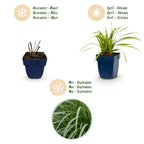 Carex morrowii 'Ice Dance' (Japanese sedge) – 24 plants, Ø11 cm, 15–25 cm high