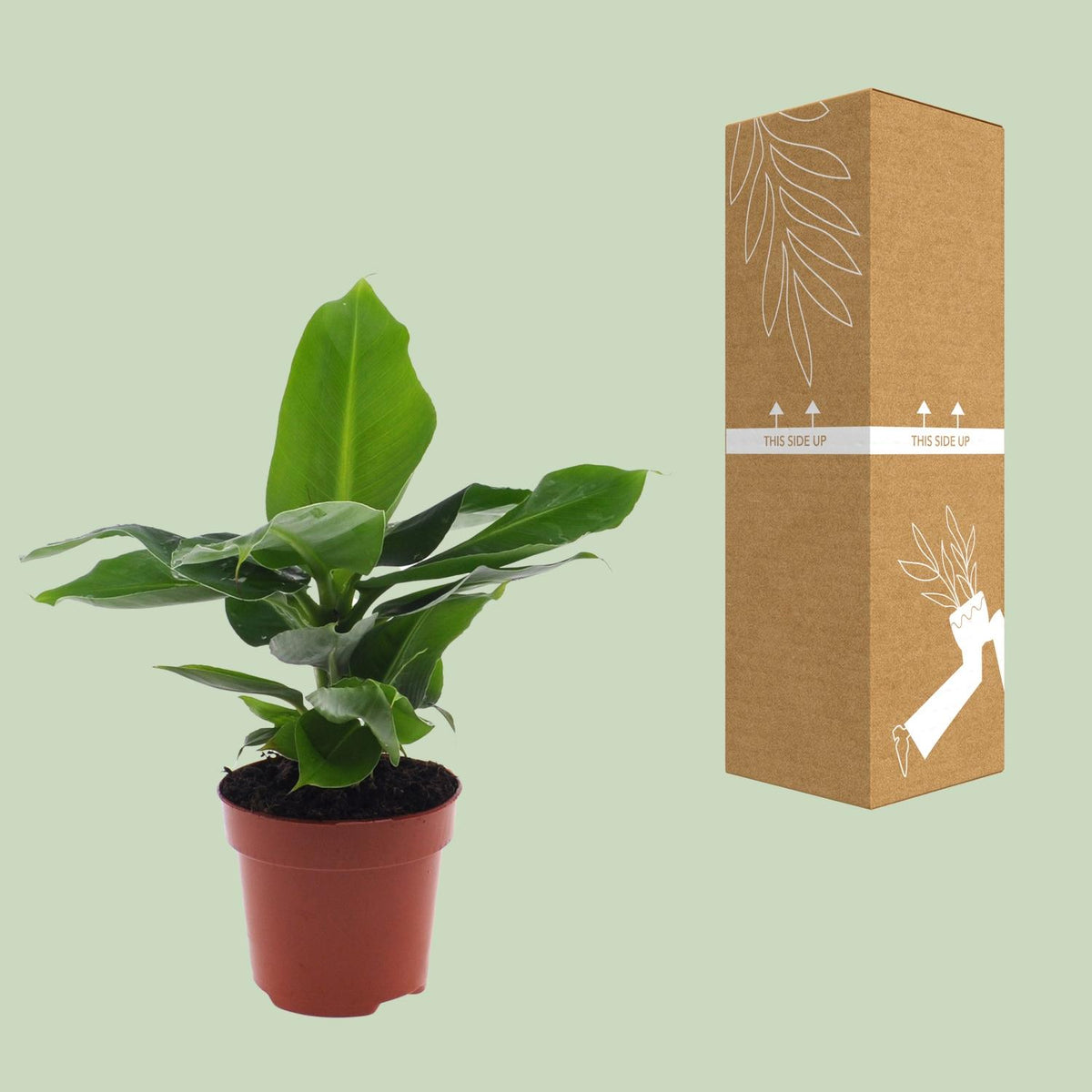 Musa Oriental Dwarf (Bananenpflanze) – Ø 12 cm, 25 cm hoch – Bild 3