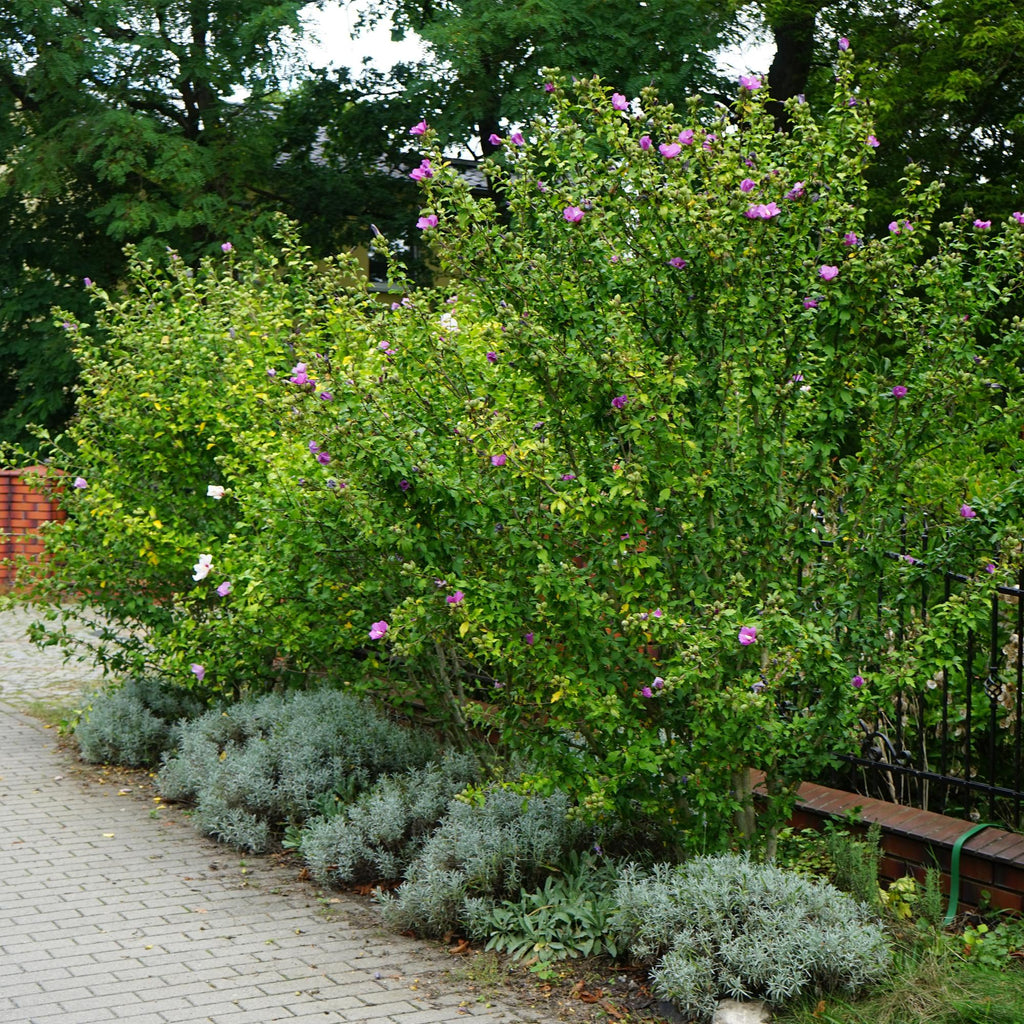 Hibiscus syriacus 'Woodbridge' (Rosenhibiskus) – rosa – 3 Pflanzen, Ø 17 cm, 45 cm hoch – Bild 6