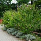 Hibiscus syriacus 'Woodbridge' (Rosenhibiskus) – rosa – 3 Pflanzen, Ø 17 cm, 45 cm hoch