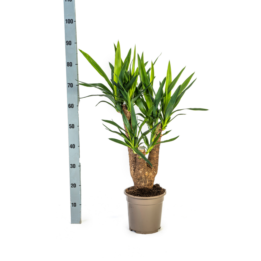 Yucca elephantipes Vertakt – Ø21 cm, 60–70 cm hoog