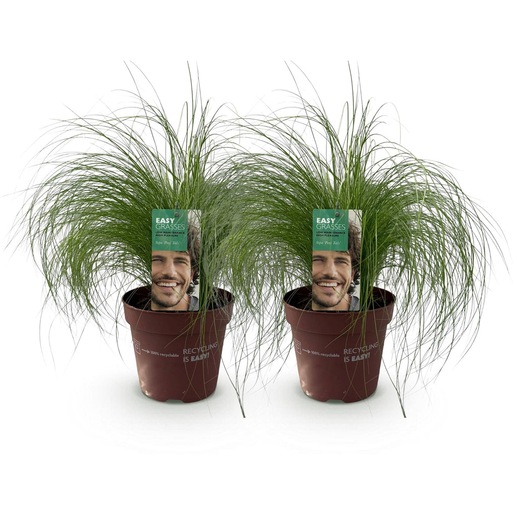 Stipa tenuifolia 'Pony Tails' (Federgras) – 2 Pflanzen, Ø 17 cm, 50 cm hoch – Bild 2