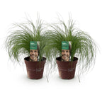 Stipa tenuifolia 'Pony Tails' (Federgras) – 2 Pflanzen, Ø 17 cm, 50 cm hoch