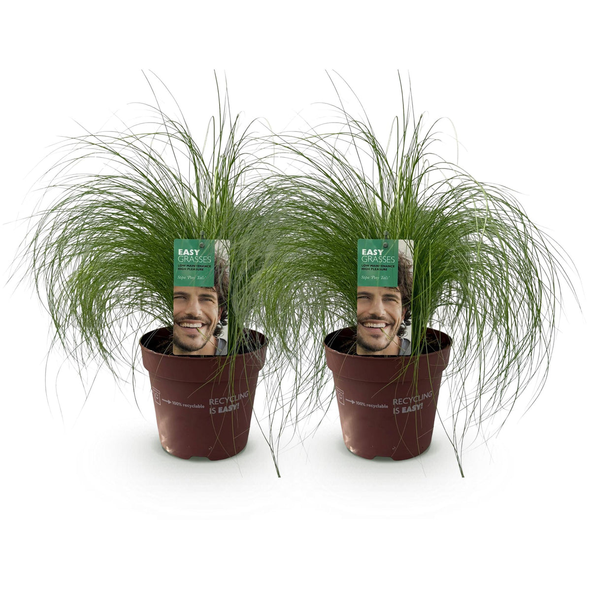 Stipa tenuifolia 'Pony Tails' (Federgras) – 2 Pflanzen, Ø 17 cm, 50 cm hoch – Bild 2