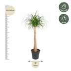 Beaucarnea-Stamm (Elefantenfuß) – Ø 32 cm, 120 cm hoch