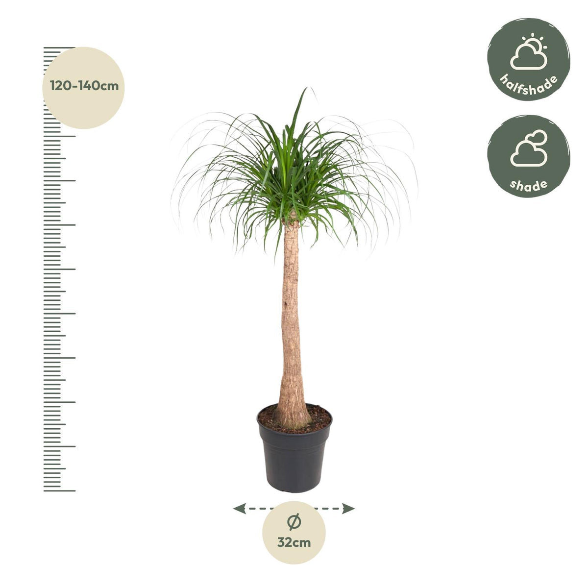 Beaucarnea stam (olifantspoot) – Ø32 cm, 120 cm hoog