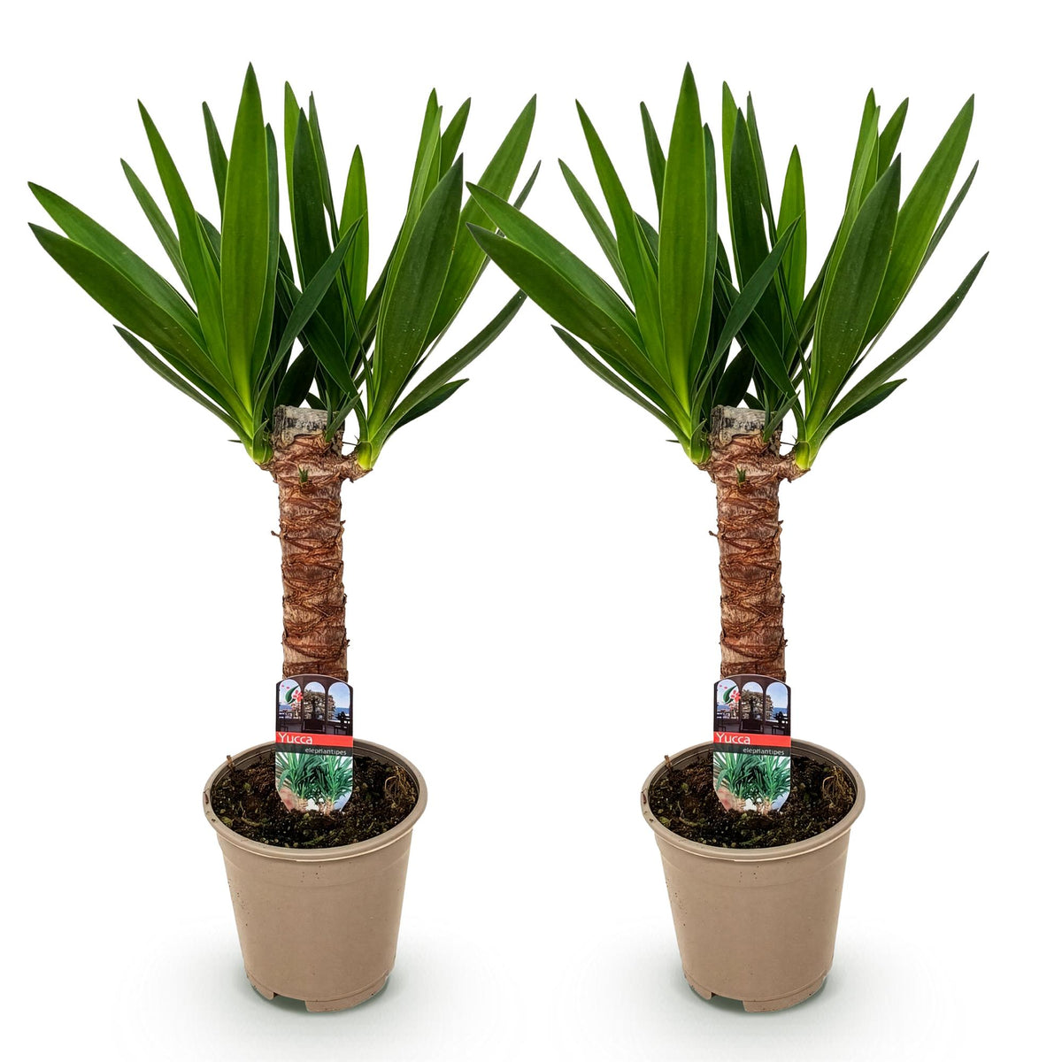 Yucca elephantipes – Ø 14 cm, 55 cm hoch – Art. 54722