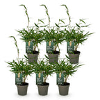 Fargesia robusta 'Pingwu' (bamboo) – 6 plants, Ø14 cm, 35 cm high