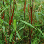 Fargesia 'Asian Wonder' (nicht ausladender Bambus) – 4 Pflanzen, Ø 14 cm, 35 cm hoch