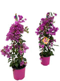 Bougainvillea 'Sanderiana Piramide' – Ø17 cm, 70 cm hoog
