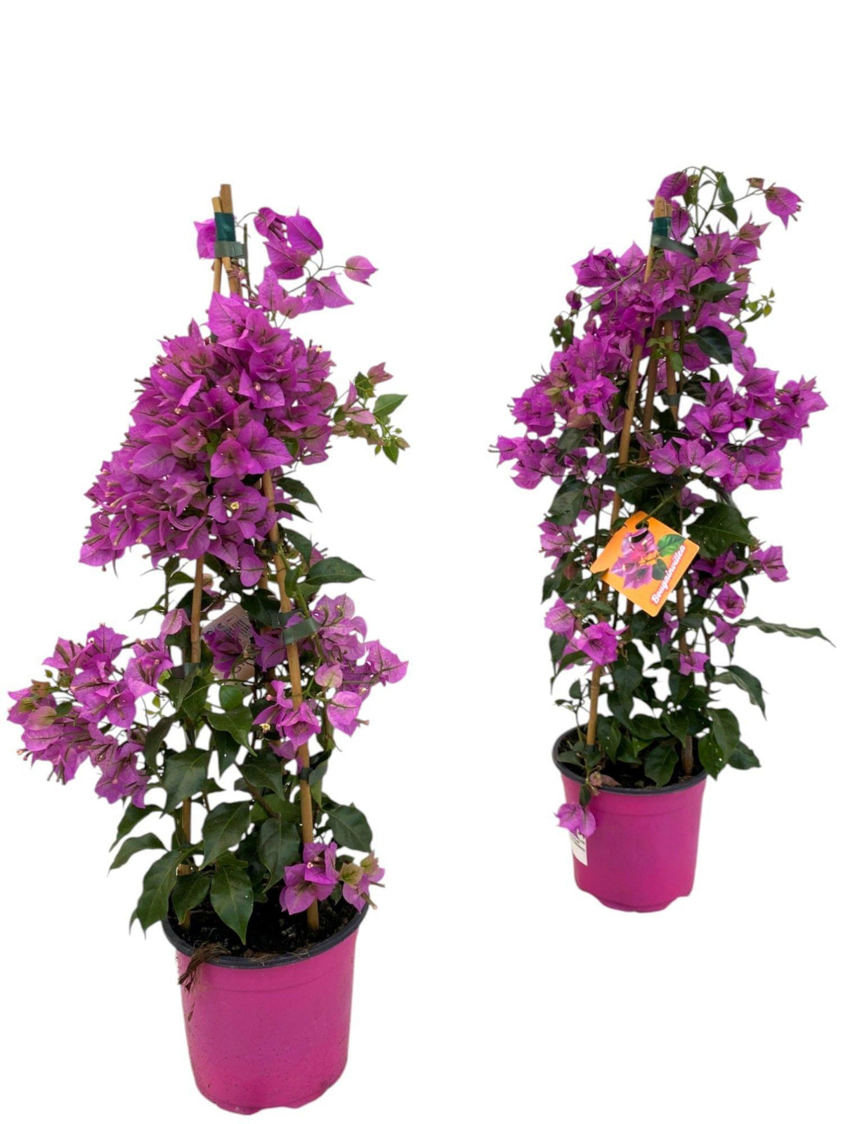 Bougainvillea 'Sanderiana Piramide' – Ø17 cm, 70 cm hoog