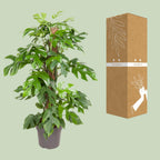 Monstera Minima (Mini-Monstera) – Ø 19 cm, 80 cm hoch