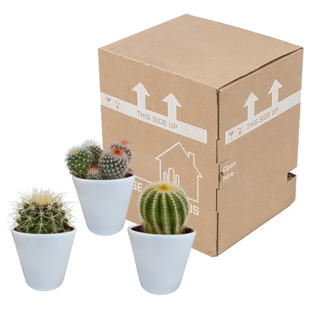 3× Mix de cactus globulaires (Cactaceae) en pot blanc – Ø10 cm, 16 cm de haut
