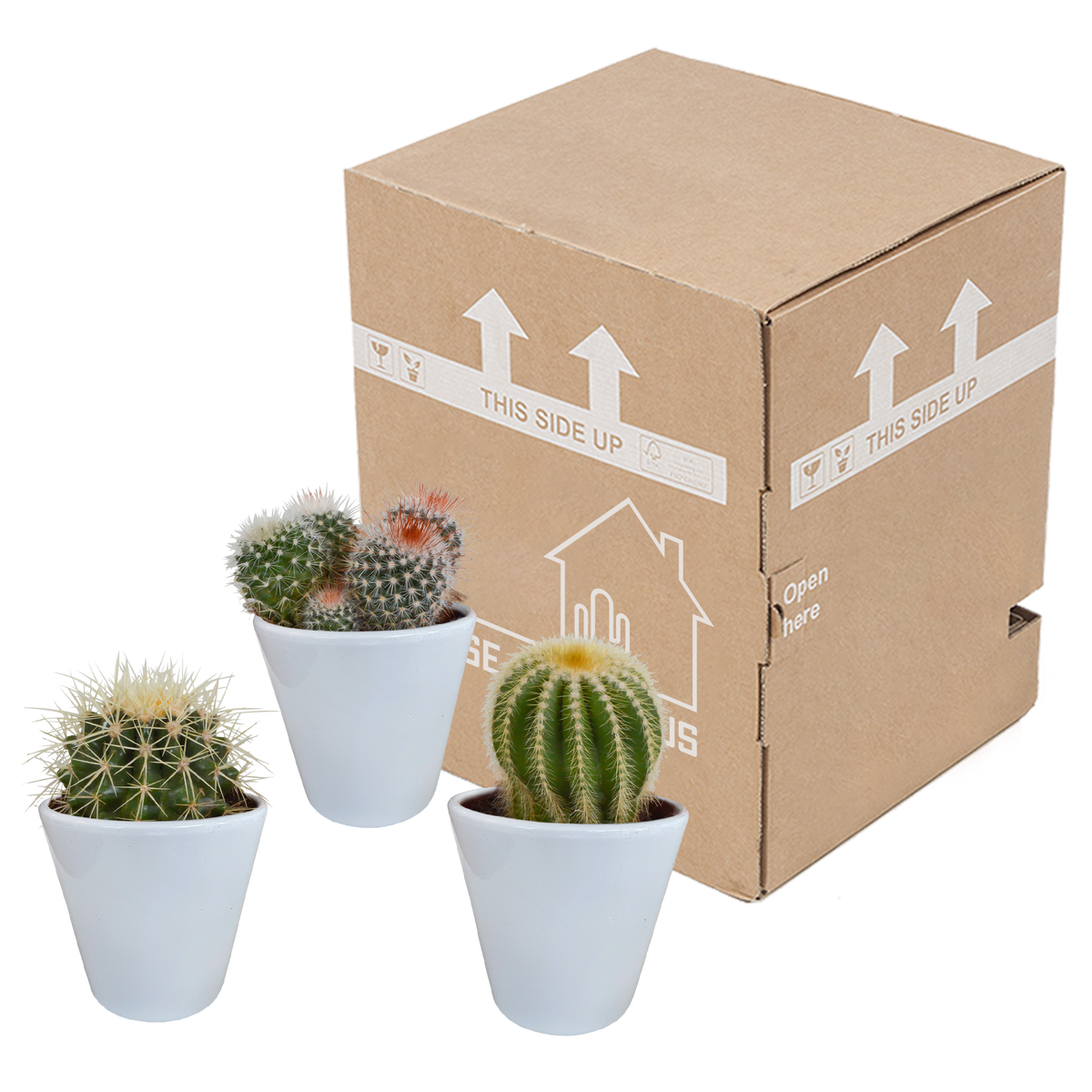 3× Mix de cactus globulaires (Cactaceae) en pot blanc – Ø10 cm, 16 cm de haut