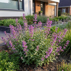 Nepeta rac. 'Grog' (Katzenminze) – blau – 12 Pflanzen, Ø 11 cm, 15–25 cm hoch
