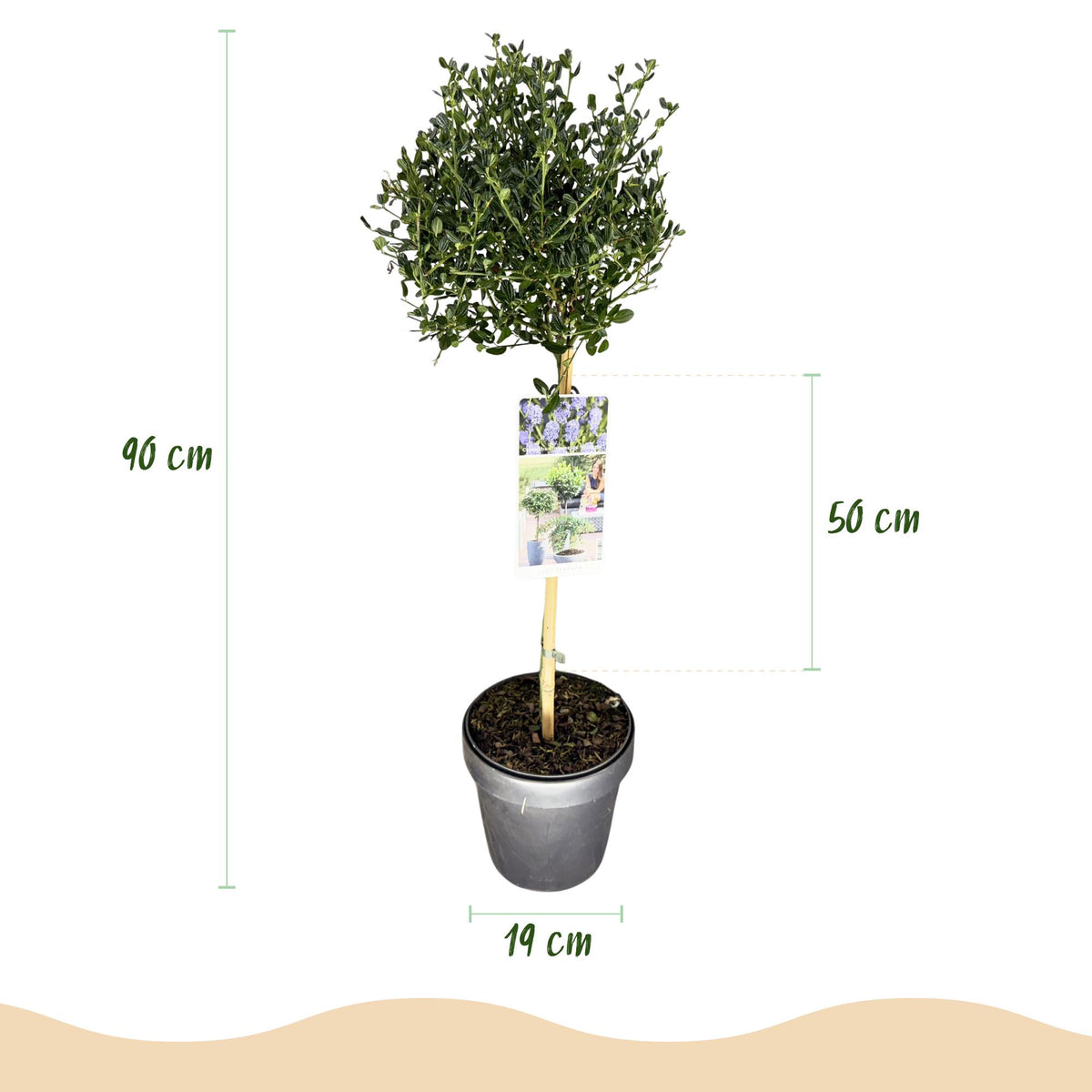 Ceanothus impressus 'Victoria' (Amerikaanse sering) op stam – Ø19 cm, 90 cm hoog