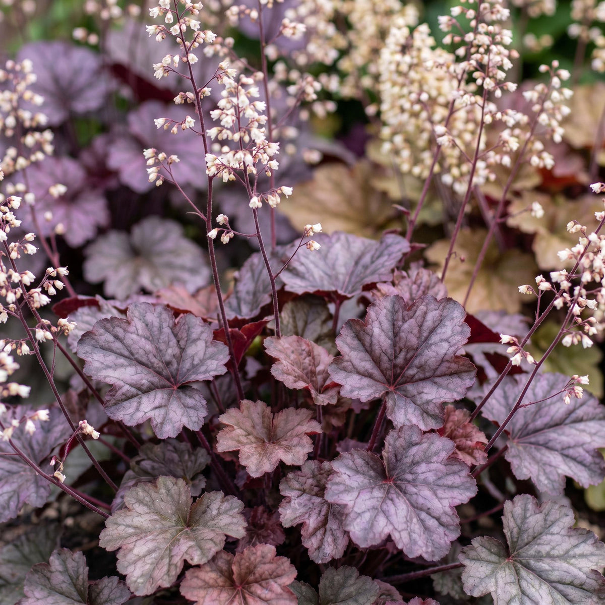 Heuchera micr. 'Palace Purple' (purperklokje) – paars – 12 planten, Ø11 cm, 15–25 cm hoog