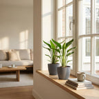 4× Strelitzia reginae (paradisfugleblomst) i grå Potter-pottedskjulere – Ø12 cm, 35 cm høj