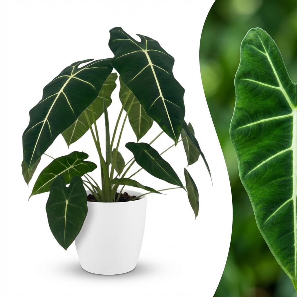 Alocasia Frydek (oreille d'éléphant) en pot de décoration Potter blanc – Ø19 cm, 60 cm de haut