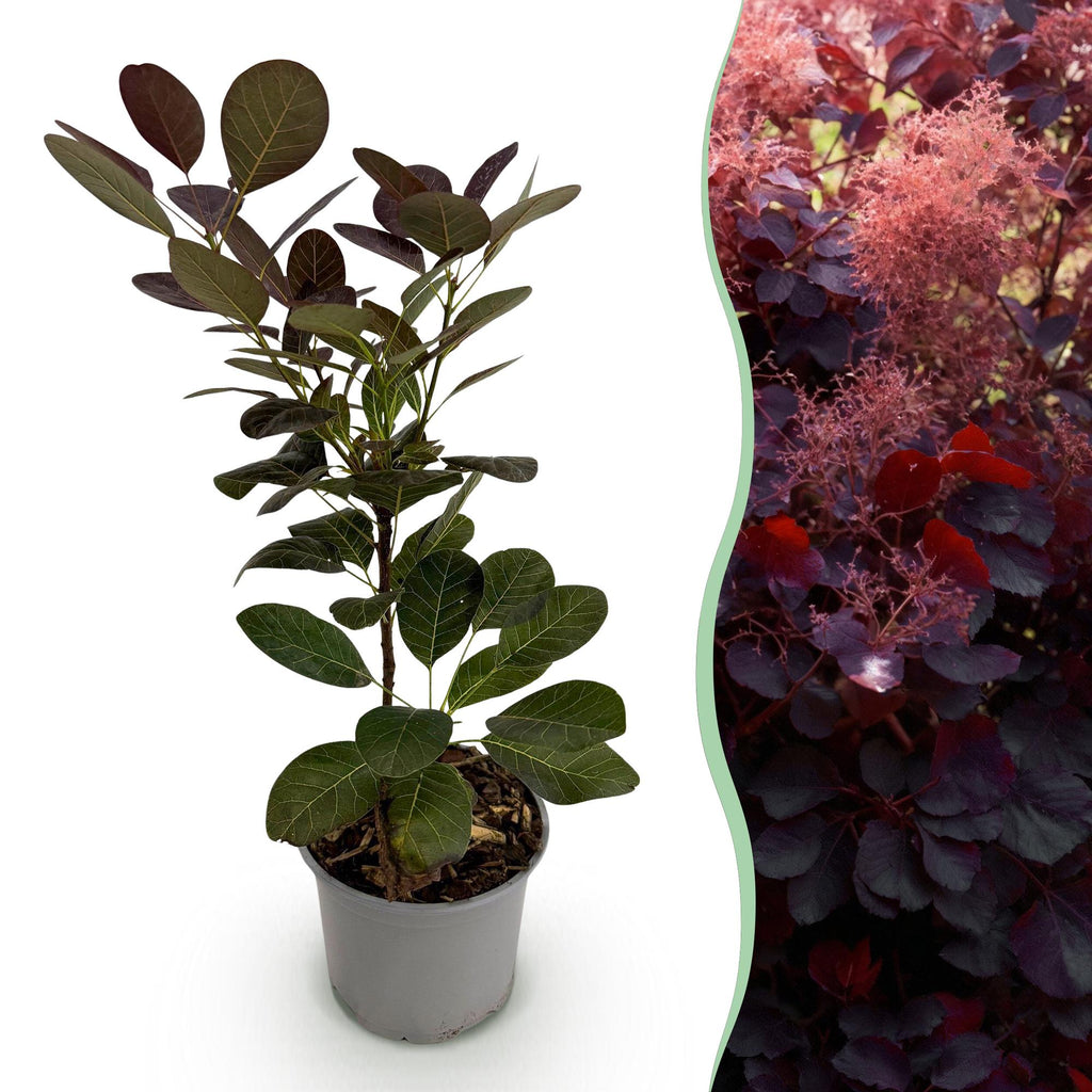 Cotinus coggyria 'Royal Purple' (smoke tree) – purple – Ø12 cm, 35 cm high