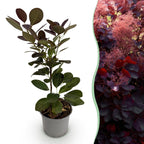 Cotinus coggyria 'Royal Purple' (smoke tree) – purple – Ø12 cm, 35 cm high