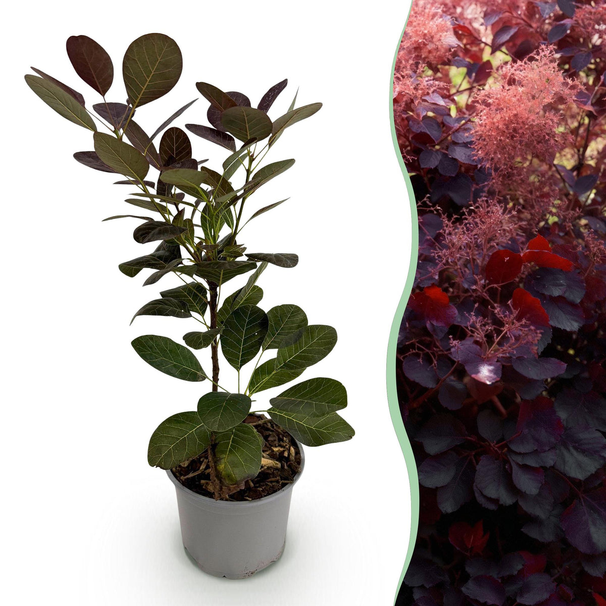 Cotinus coggyria 'Royal Purple' (smoke tree) – purple – Ø12 cm, 35 cm high