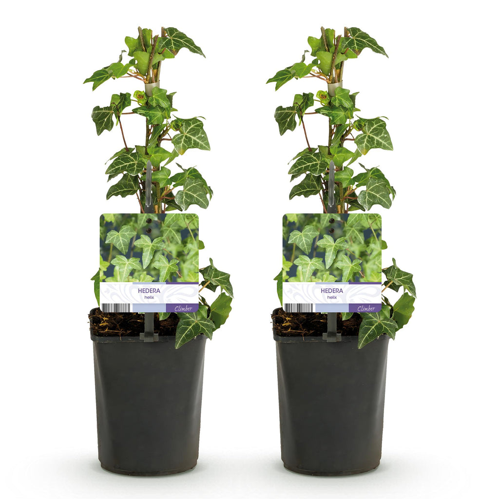 Hedera helix 'Glacier' (bladbont) – 2 planter, Ø11 cm, 40 cm høje – billede 2
