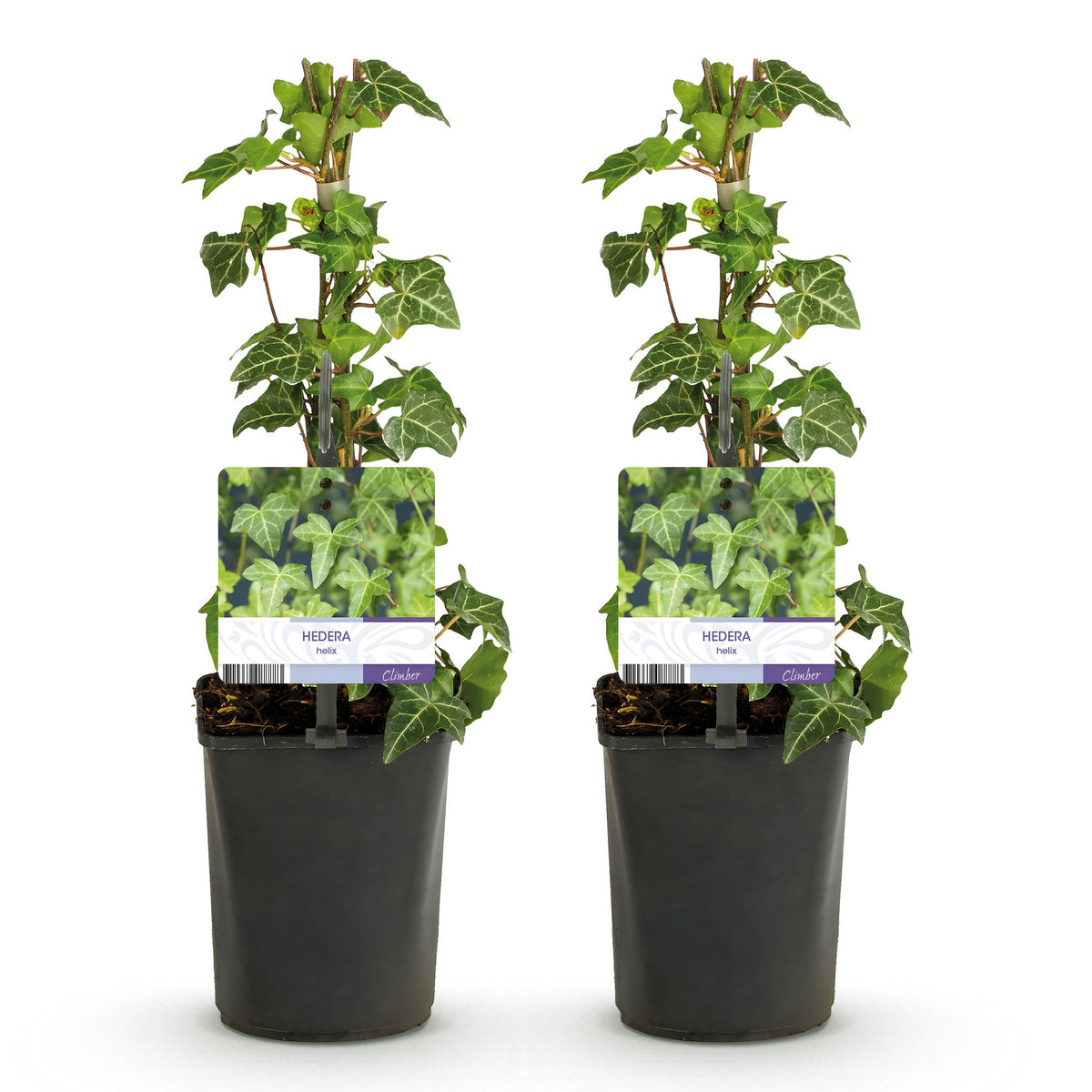 Hedera helix 'Glacier' (bladbont) – 2 planter, Ø11 cm, 40 cm høje – billede 2