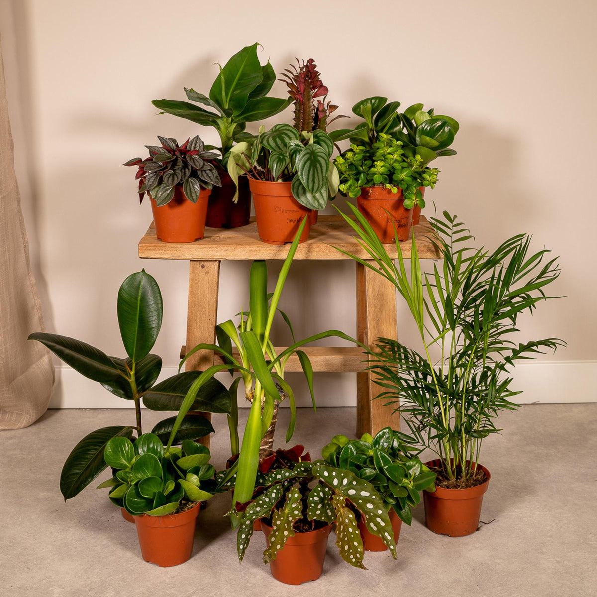 12× Plantenmix – Ø12 cm, 30 cm hoog