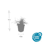 Luzula nivea (snowy woodrush) – 6 plants, Ø9 cm, 10–25 cm high