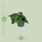 Philodendron scandens – Ø12 cm, 15 cm hoog