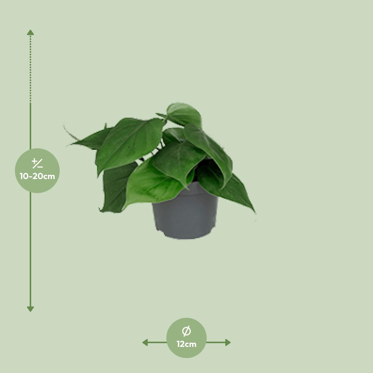 Philodendron scandens – Ø 12 cm, 15 cm hoch